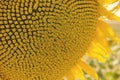 Detail of sunflower disc florets Royalty Free Stock Photo