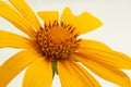 Detail of a sunflower flower. Royalty Free Stock Photo