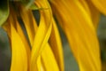 Detail of sunflower leaves, macro photo. Royalty Free Stock Photo