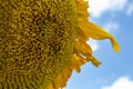 Detail of sunflower leaves, macro photo. Royalty Free Stock Photo