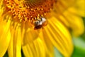Detail of sunflower petals with bee, soft focus Royalty Free Stock Photo