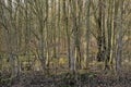 Sunny winter forest in the flemish countryside