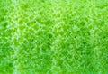 Surface texture of Pandan flavor roll cake