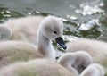 Detail of swam on lake, Slovakia