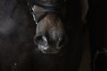 Detail of the sweaty snout of a horse after exercising