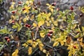 Detail of sweet brier red fruits in yellow and green leafs around Royalty Free Stock Photo