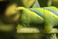 Detail of the tail of a caterpillar acherontia atropos. nature macrophotography. horizontal with space for copy