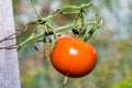 Detail of tasteful ripe tomato growing in a greenhouse on a summer