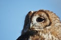 Tawny Owl