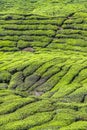 Detail of Tea Plantation-Cameron Highland,Malaysia Royalty Free Stock Photo