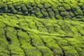 Detail of Tea Plantation-Cameron Highland,Malaysia Royalty Free Stock Photo