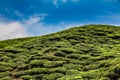 Detail of Tea Plantation-Cameron Highland,Malaysia Royalty Free Stock Photo