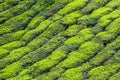 Detail of Tea Plantation-Cameron Highland,Malaysia Royalty Free Stock Photo