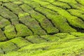 Detail of Tea Plantation-Cameron Highland,Malaysia Royalty Free Stock Photo