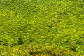 Detail of Tea Plantation-Cameron Highland,Malaysia Royalty Free Stock Photo