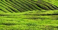 Detail of Tea Plantation-Cameron Highland,Malaysia Royalty Free Stock Photo