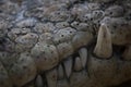 The teeth of a nile crocodile Royalty Free Stock Photo