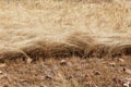 Detail of a teff field during harvest