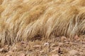 Detail of a teff field during harvest