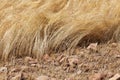 Detail of a teff field during harvest