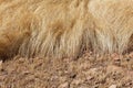 Detail of a teff field during harvest