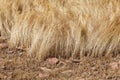 Detail of a teff field during harvest