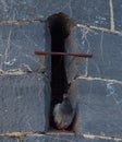 Detail of Teignmouth lighthouse. A family of pigeons nests in a narrow window slit in the stone tower wall Royalty Free Stock Photo