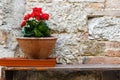 Detail of a terracotta pot with red flower over a wooden bench and old old brick wall background Royalty Free Stock Photo