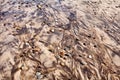 Detail of textural patterns in sand