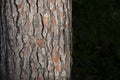 Detail of the texture of the bark of the trunk of a pine with copy space Royalty Free Stock Photo