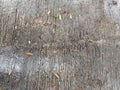 Detail texture of concrete ground after the rain with fall leaf