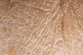 the texture of inner coconut shell with white fibers and brown base