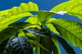 Detail of the texture and pattern of a avocado leaf plant Royalty Free Stock Photo