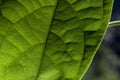 Detail of the texture and pattern of a avocado leaf plant in a young plant photographed Royalty Free Stock Photo