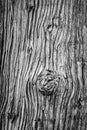 Detail of the texture of the trunk of a sequoia