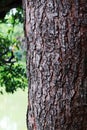 Detail texture of a tree