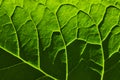 Detail texture of veins of green leaf