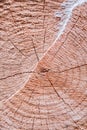 Detail of the texture of a wooden log split in half.