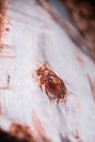 Detail of the texture of a wooden log split in half.