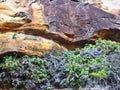 Detail Eroded Sandstone Cliff Face, Sydney, Australia Royalty Free Stock Photo