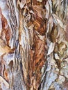 Detail of Flaking Paper Bark Eucalyptus Tree, Australia