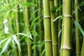 detail of a thick stand of bamboo stalks