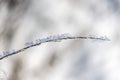 A thin twig motif with ice crystals