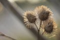 Detail of thistle bloom Royalty Free Stock Photo