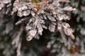 Detail of thuja - American Arborvitae Royalty Free Stock Photo