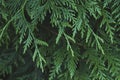 Detail of thuja tree green foliage Royalty Free Stock Photo
