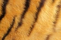 Detail of tiger fur