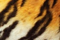 Detail of tiger fur