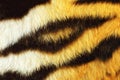 Detail of tiger fur texture Royalty Free Stock Photo