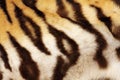 Detail on tiger real black stripes Royalty Free Stock Photo